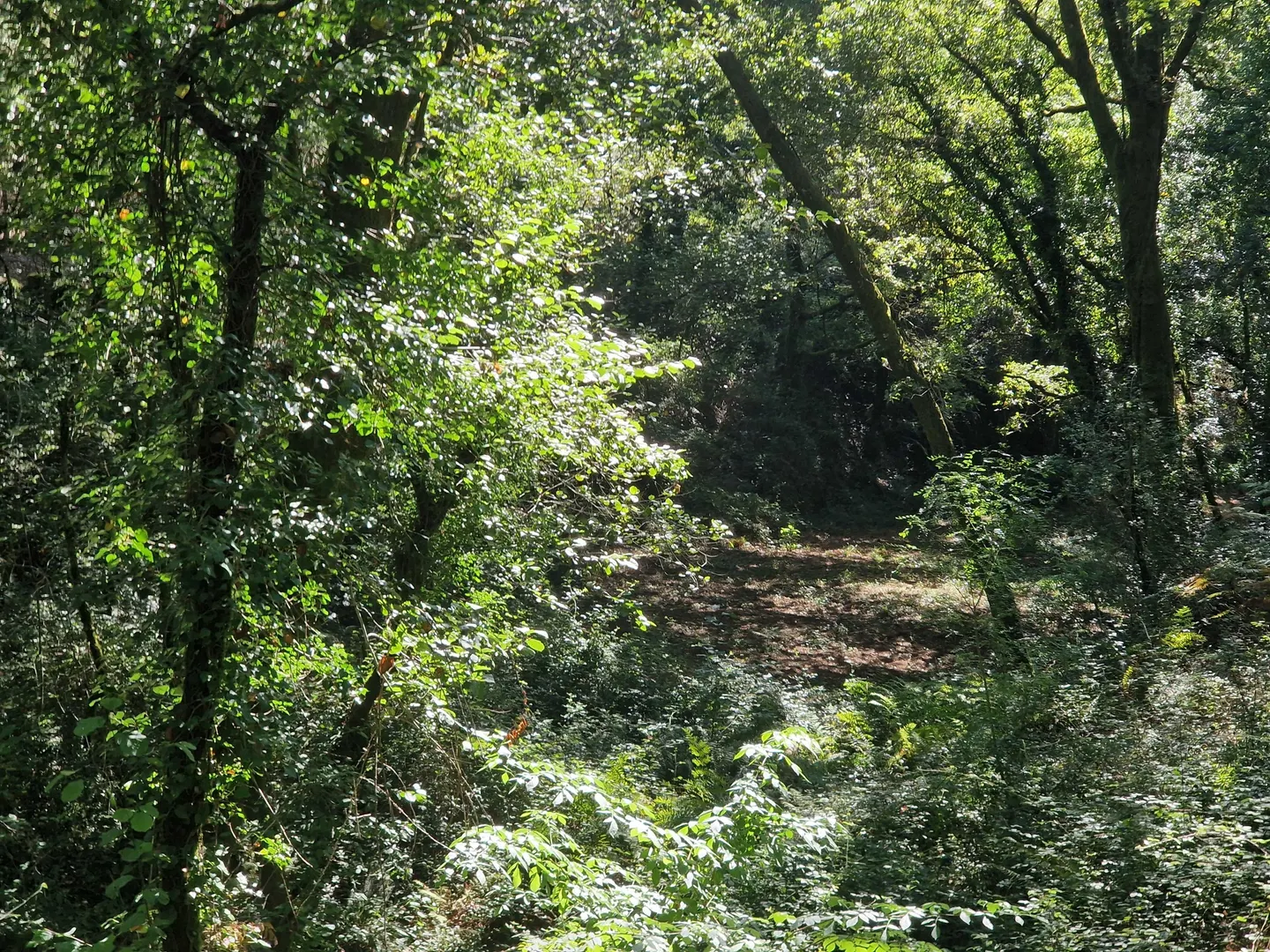 Terreno