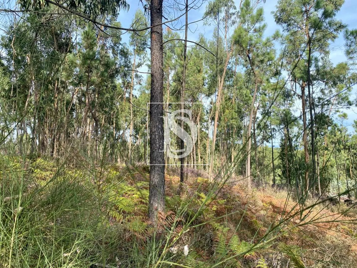 Terreno Agrícola, em UF de Campo e Tamel (São Pedro Fins), Barcelos