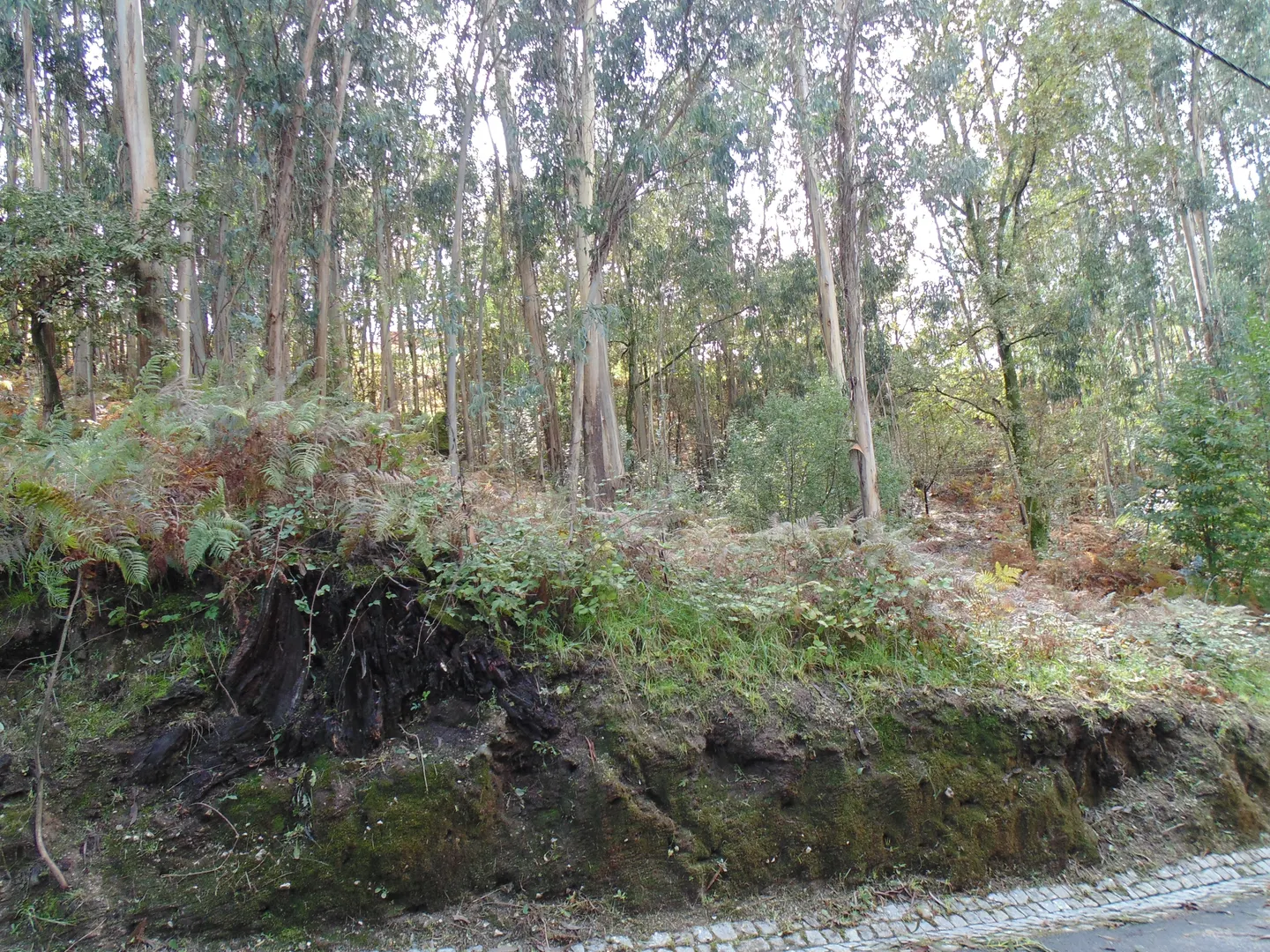 Terreno
