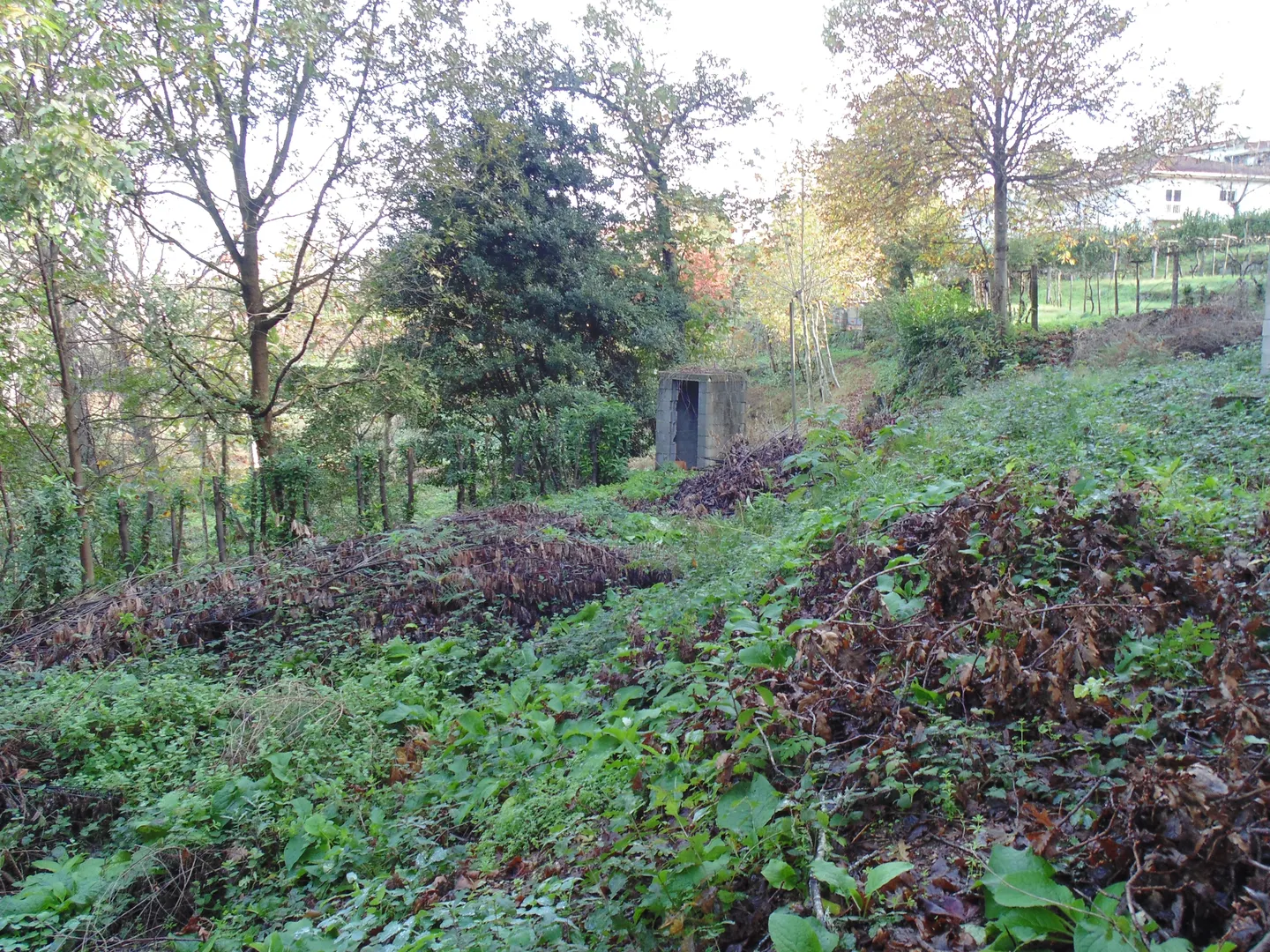 Terreno