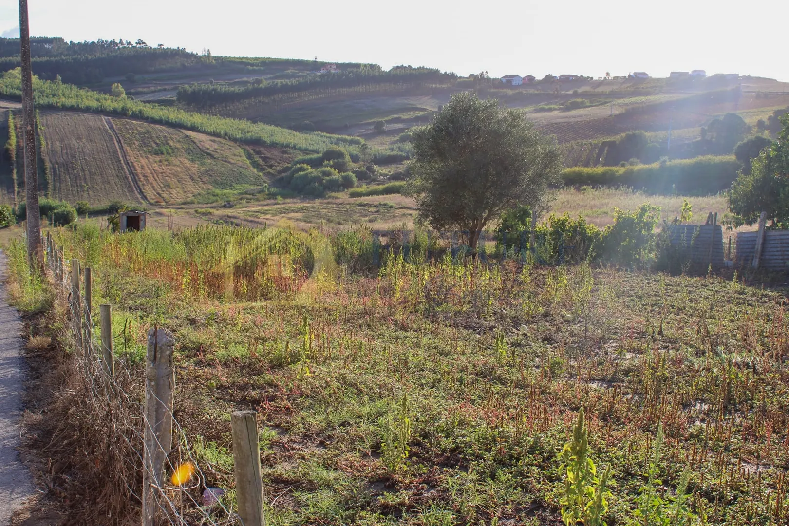 img_8