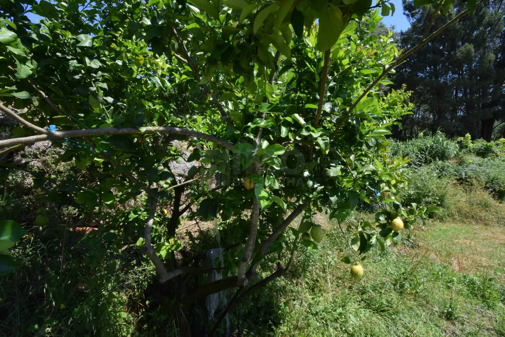 img_29