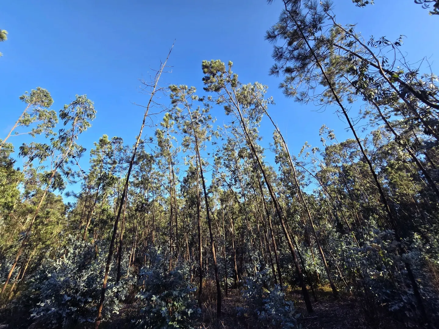 Terreno
