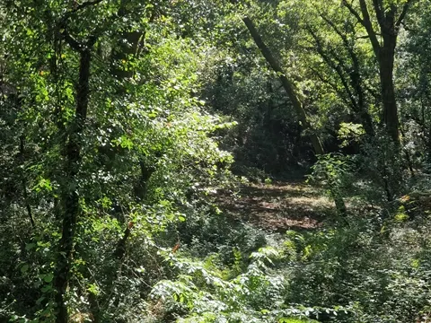 Terreno
