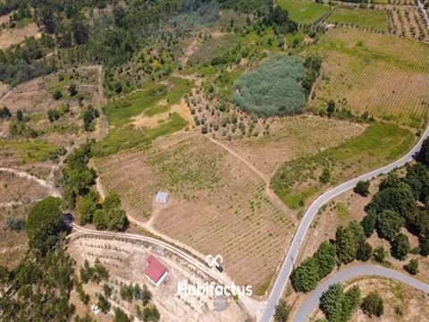 Quinta