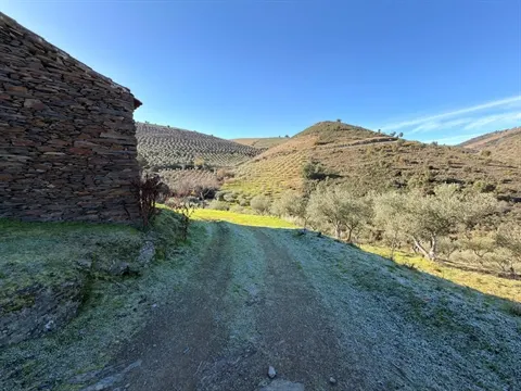 Quinta