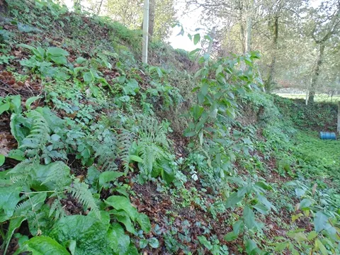 Terreno