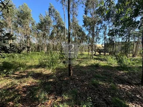 Terreno,  Árvore, Construção em altura