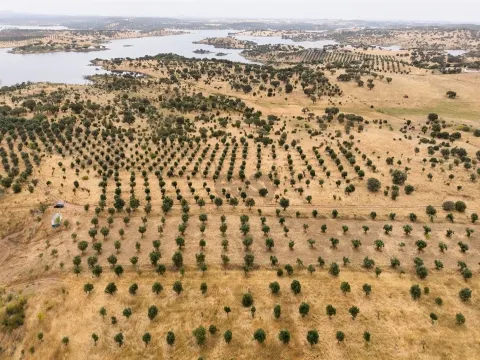 Terreno Agrícola com Olival com 14000m2 Barragem de Alqueva– Ferreira de Capelins, Alandroal