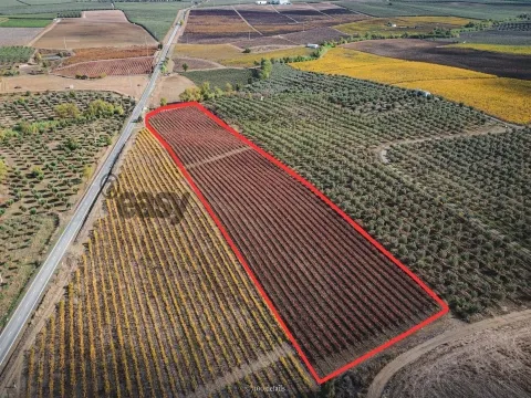VINHA COM 1,87 HECTARES NA VIDIGUEIRA PARA VENDA