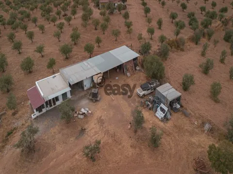 Portel &#24453;&#21806;&#20892;&#30000;&#65292;&#38754;&#31215;&#20026; 49,750 &#24179;&#26041;&#31859;&#65288;4,975 &#20844;&#39031;&#65289;&#65292;&#27204;&#27012;&#22253;&#27491;&#22312;&#31215;&#26497;&#29983;&#20135;&#12290;