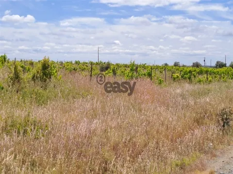 Vinha com 3 hectares na Região Vinícola da Vidigueira