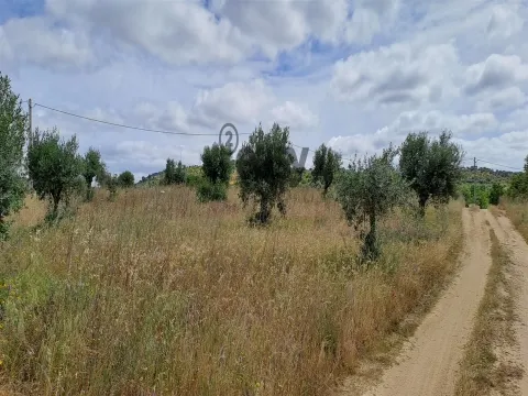 Terreno Rústico para Venda na Vidigueira com 10 000 m²