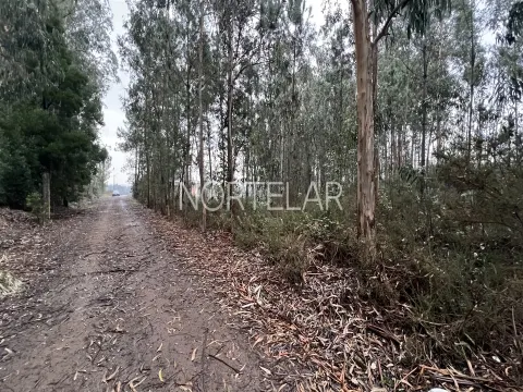 Terreno Rústico com 4.200 m² – Covelas, Trofa