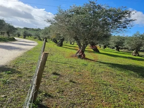 Terreno Rústico com 17.143 m² e com Olival em Nossa Senhora da Conceição, Vila Viçosa