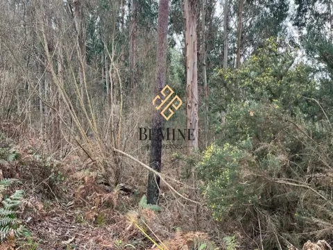 Land / Santa Cruz - Madeira Island