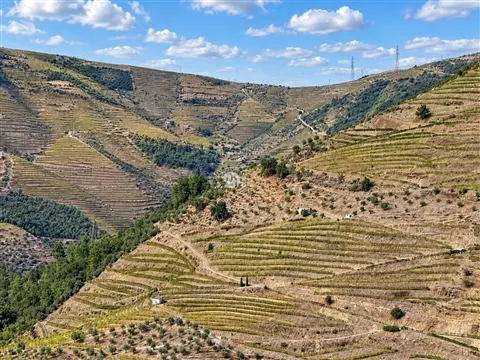 Quinta 10Ha - Douro