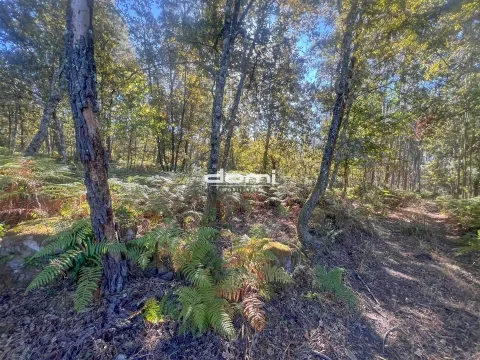 Pinhal para venda em São Pedro do Sul