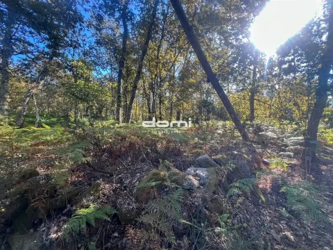 Pinhal para venda em São Pedro do Sul