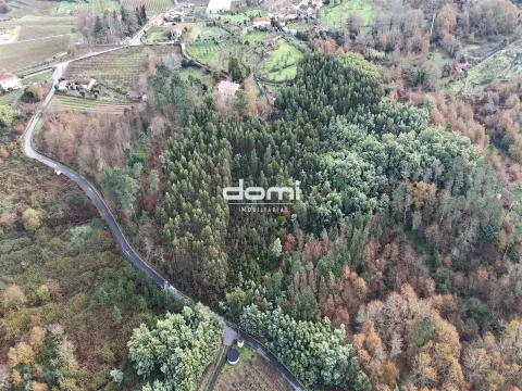 Pinhal com 11.413 m² em Vouzela🌲