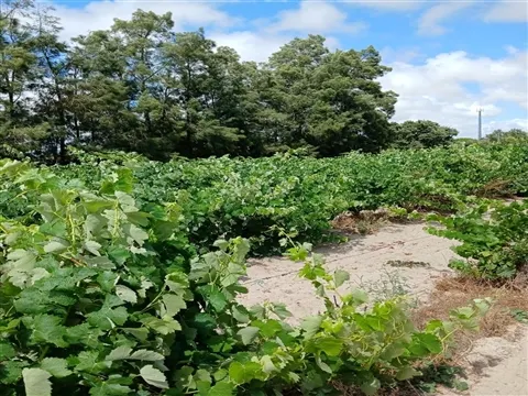 Terreno