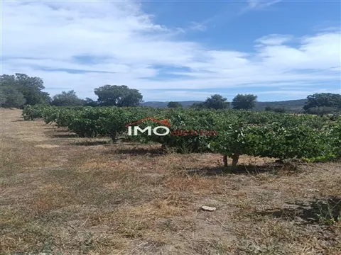 Quinta T2