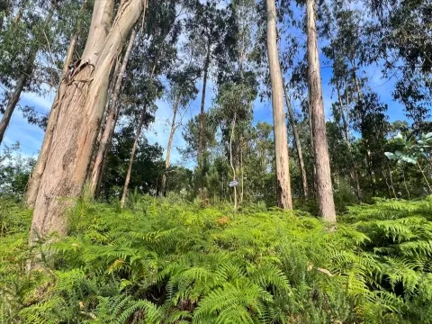 Terreno Rústico com 4640m2 em Lamoso, Paços de Ferreira