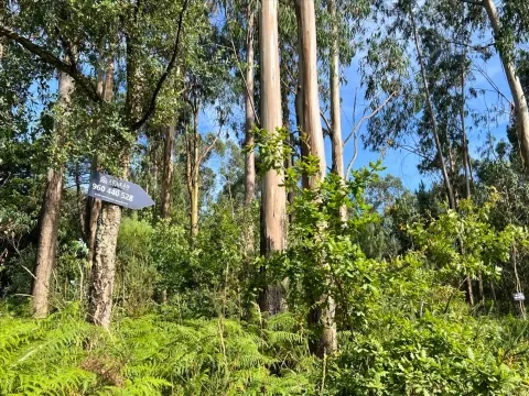 Terreno Rústico com 4640m2 em Lamoso, Paços de Ferreira