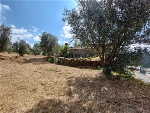 Quinta com 3 Ha em Fornos de Algodres