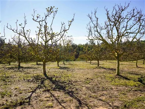 Terreno com 1,3 Hectares e Poço – Cela Nova, Alcobaça