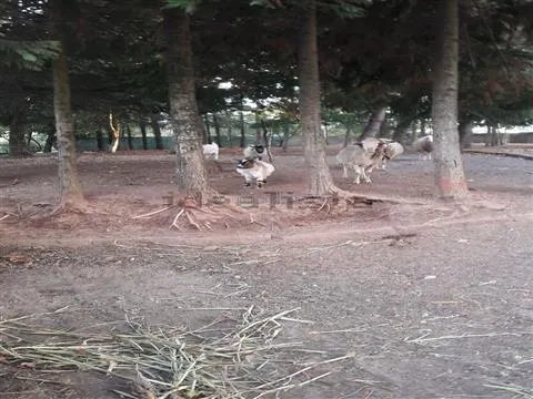 Piccola Fattoria 3 Vani