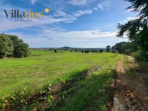 Terreno agrícola de 9.600 m² a 10 minutos de Tomar!