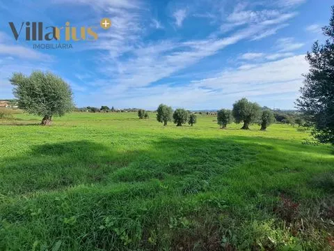Terreno agrícola de 9.600 m² a 10 minutos de Tomar!