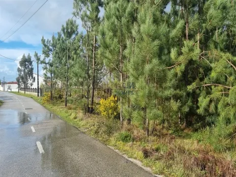 Terrain à bâtir industriel à Picassinos, Marinha Grande